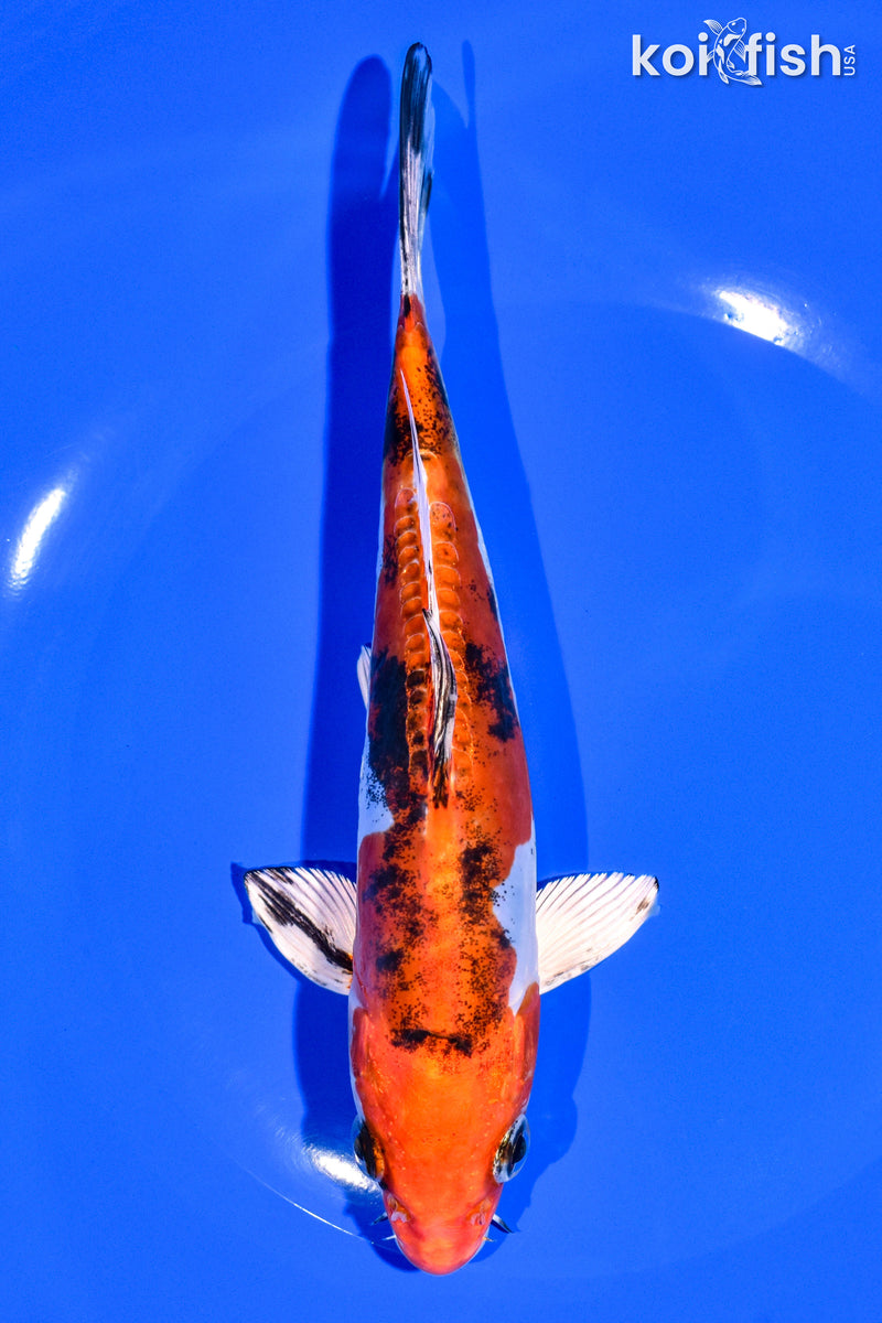 7.25" HEISEI NISHIKI