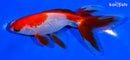 4.75" SARASA WATONAI GOLDFISH