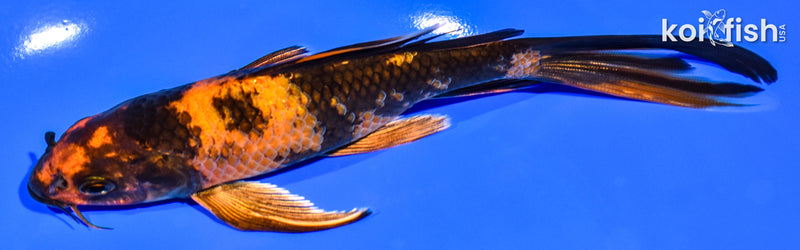 6.75" KIN HI UTSURI BUTTERFLY