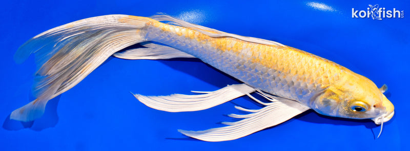 12.5" HARIWAKE BUTTERFLY
