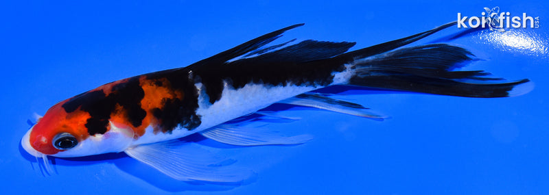 5.75" SANKE BUTTERFLY