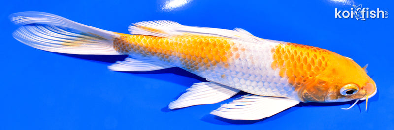7.75" HARIWAKE BUTTERFLY