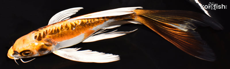 8.5" KIN KIKOKURYU BUTTERFLY