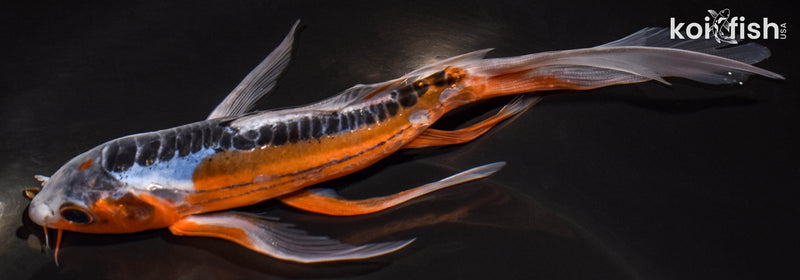 6.5" HI SHUSUI BUTTERFLY