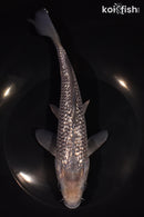 8.75" GINRIN SORAGOI