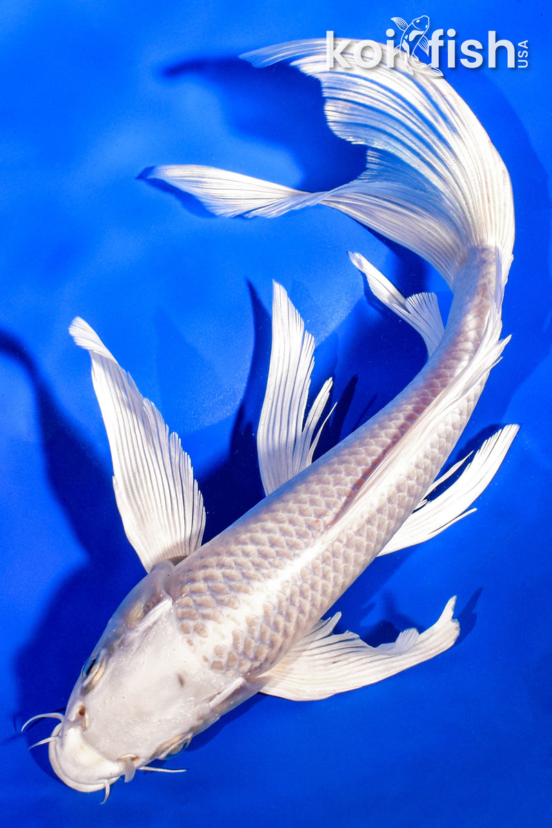 9.5" PLATINUM OGON BUTTERFLY