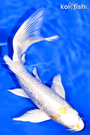 7.25" GINRIN HARIWAKE BUTTERFLY