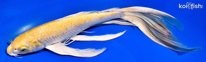12.5" HARIWAKE BUTTERFLY