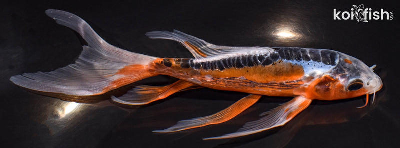 6.5" HI SHUSUI BUTTERFLY