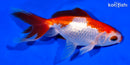 4.75" SARASA WATONAI GOLDFISH