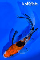 4.25" SANKE BUTTERFLY