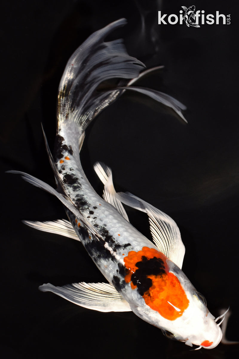 Yamato Nishiki Koi for Sale | Buy Yamato Nishiki | Koi Fish USA Yamato Nishiki Koi for Sale | Buy Yamato Nishiki | Koi Fish USA
