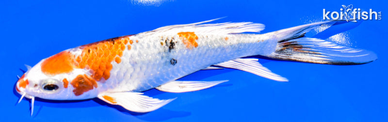 7" YAMATO NISHIKI BUTTERFLY