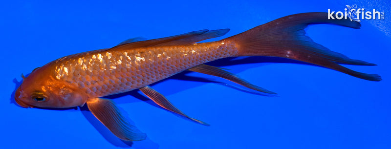 6" GINRIN CHAGOI BUTTERFLY