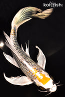 8.25" KUJAKU BUTTERFLY