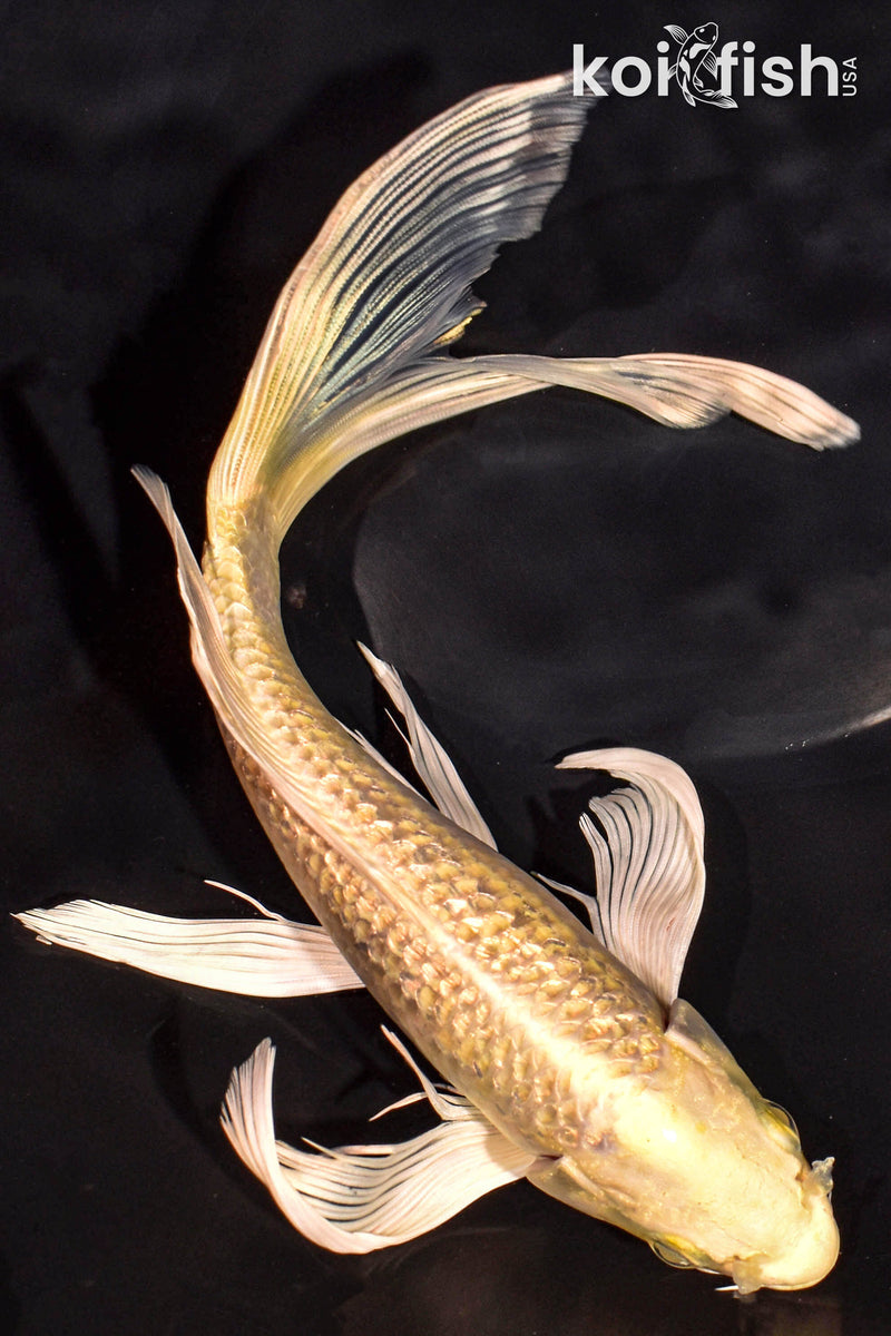 9.75" GINRIN YAMABUKI OGON BUTTERFLY