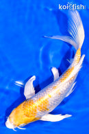 7.75" GINRIN LEMON HARIWAKE BUTTERFLY