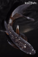 6.5" GINRIN OCHIBA SHIGURE BUTTERFLY