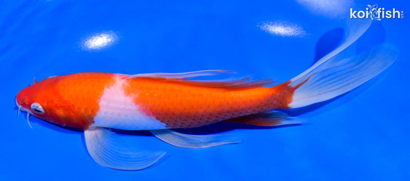 7.5" KOHAKU BUTTERFLY