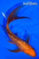 6" GINRIN CHAGOI BUTTERFLY