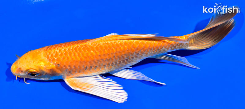 5.5" ORENJI OGON BUTTERFLY