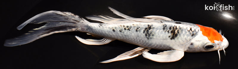 7.25" TANCHO YAMATO NISHIKI BUTTERFLY