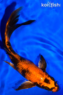 6.75" KIN HI UTSURI BUTTERFLY