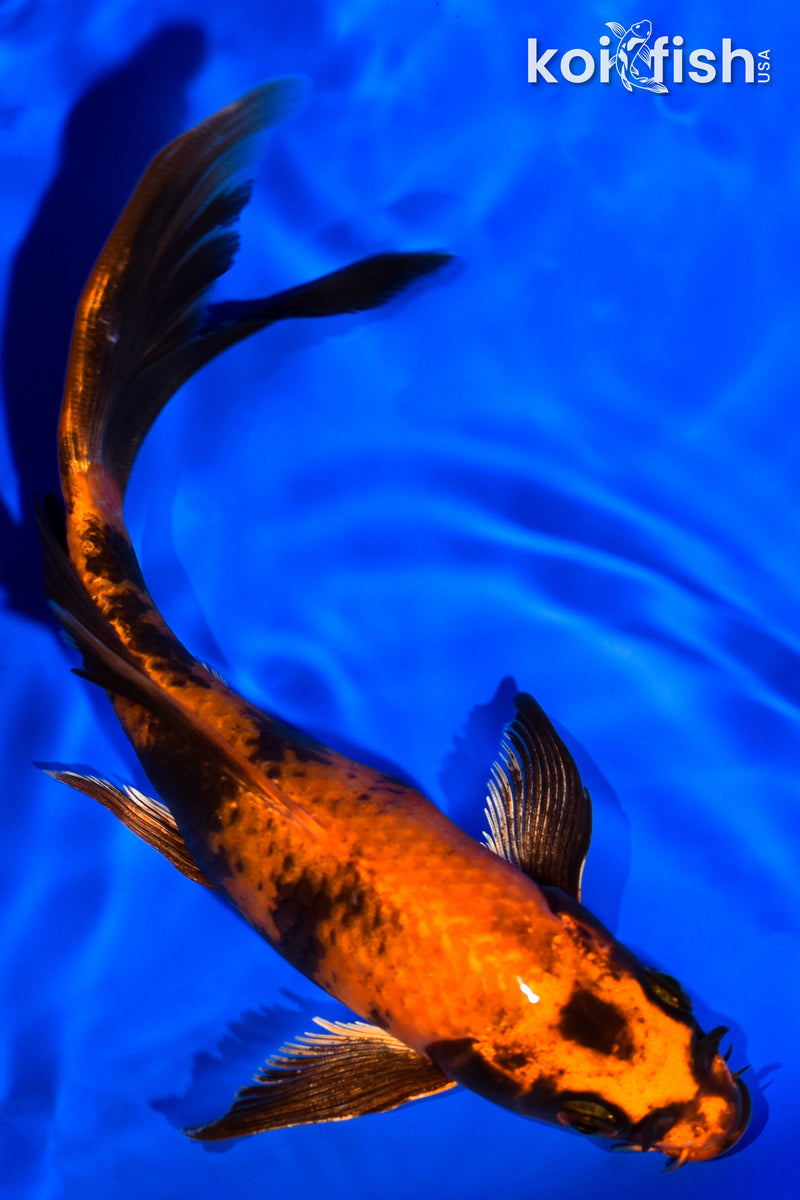 6.75" KIN HI UTSURI BUTTERFLY