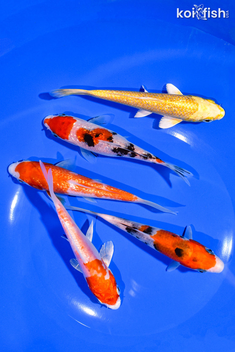 PACK OF (5) 4-5" STANDARD KOI