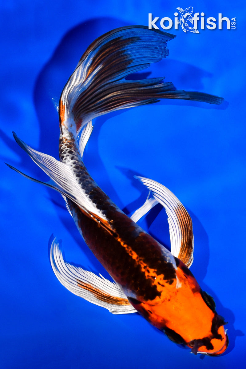 6.75" KUJAKU BUTTERFLY