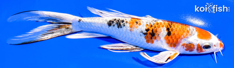 7" YAMATO NISHIKI BUTTERFLY