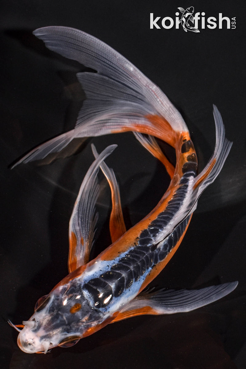 6.5" HI SHUSUI BUTTERFLY