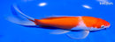 7.5" KOHAKU BUTTERFLY