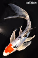 8" TANCHO HEISEI NISHIKI BUTTERFLY