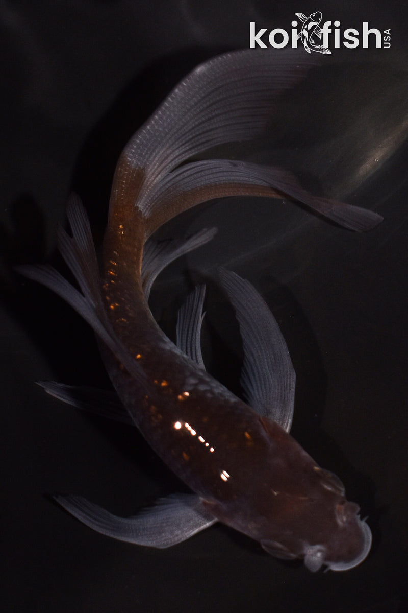 4.25" GINRIN OCHIBA SHIGURE BUTTERFLY
