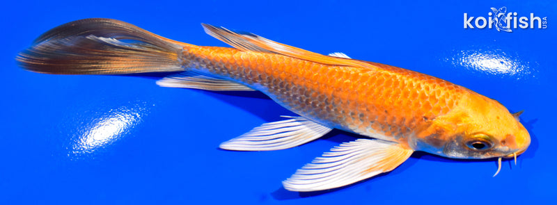 5.5" ORENJI OGON BUTTERFLY