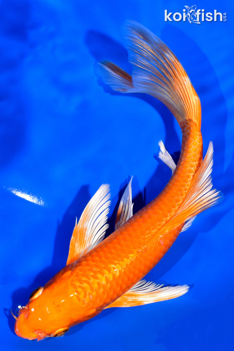 7.75" ORENJI OGON BUTTERFLY