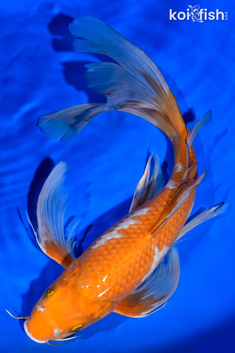 13.75" OCHIBA SHIGURE BUTTERFLY