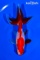 4.75" SARASA WATONAI GOLDFISH