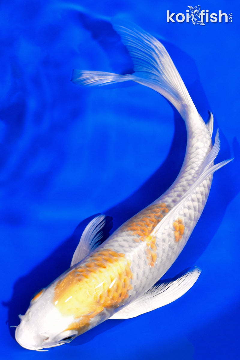8" HARIWAKE BUTTERFLY