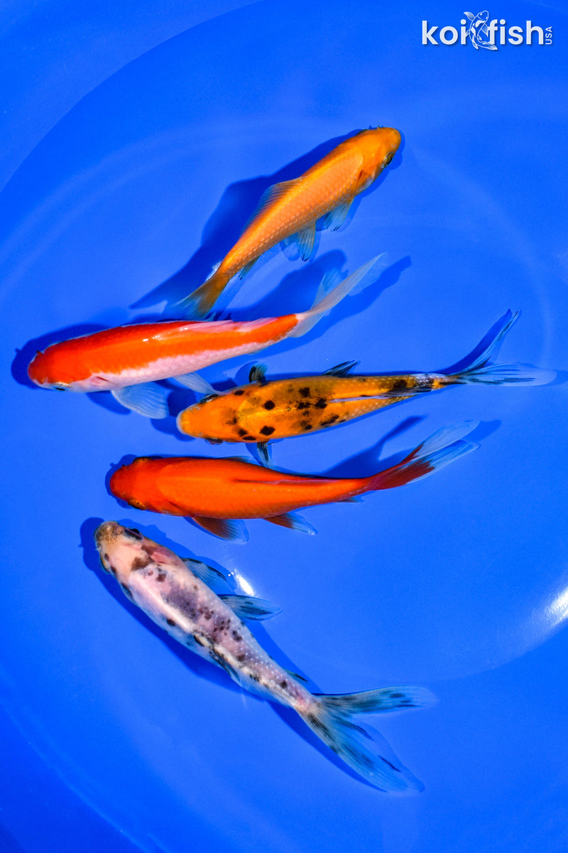 (5) 4-5" ASSORTED GOLDFISH