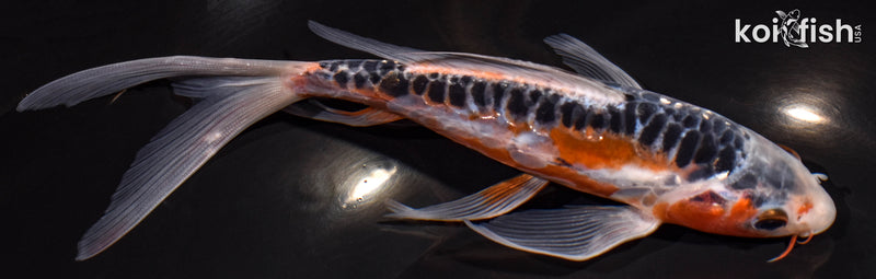 7.5" HI SHUSUI BUTTERFLY