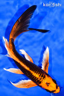 7.75" ORENJI MATSUBA BUTTERFLY