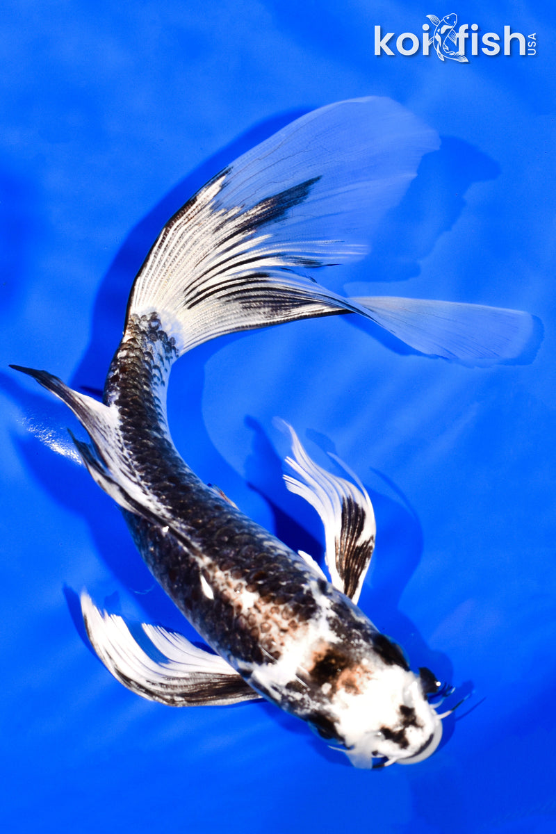 8" GINGA BUTTERFLY