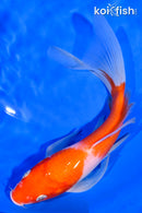 7.5" KOHAKU BUTTERFLY