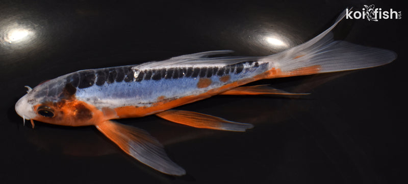 5.75" SHUSUI BUTTERFLY