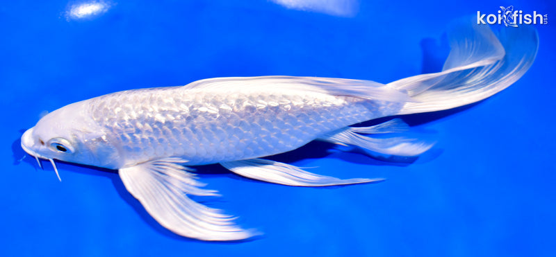 9" GINRIN PLATINUM OGON BUTTERFLY