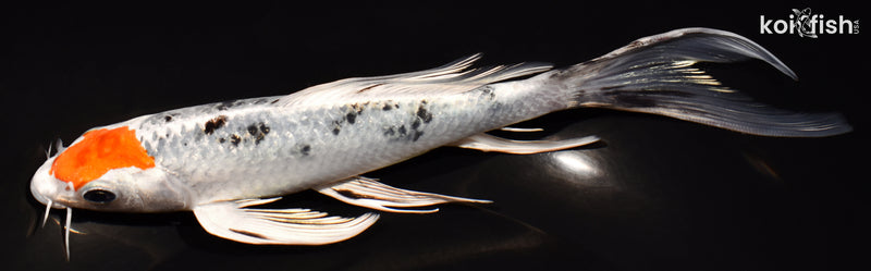 7.25" TANCHO YAMATO NISHIKI BUTTERFLY