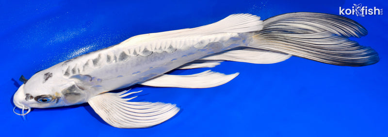 13.75" DOITSU GIN MATSUBA BUTTERFLY