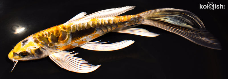 8.5" KIN KIKOKURYU BUTTERFLY